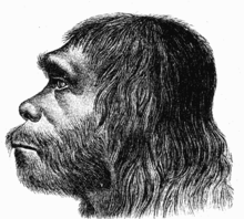 Copy (2) of 220px-Neanderthaler_Fund