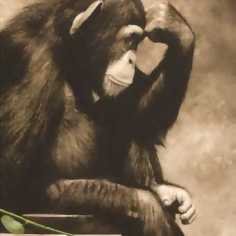 the philosophical chimp