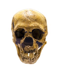 Skull of Homo neanderthalensis  Credit: © Creativemarc 